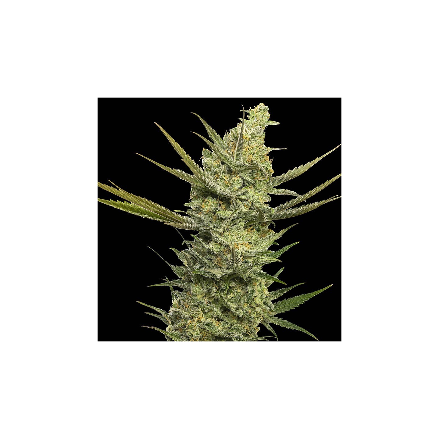 Gipsy Haze von Eva Seeds