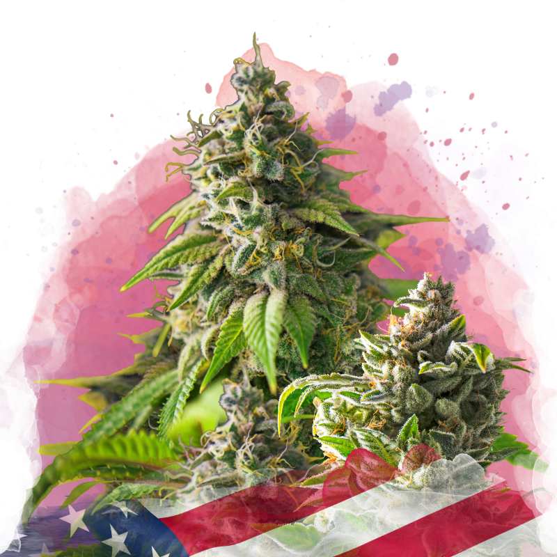 Girl Scout Cookies von Nirvana