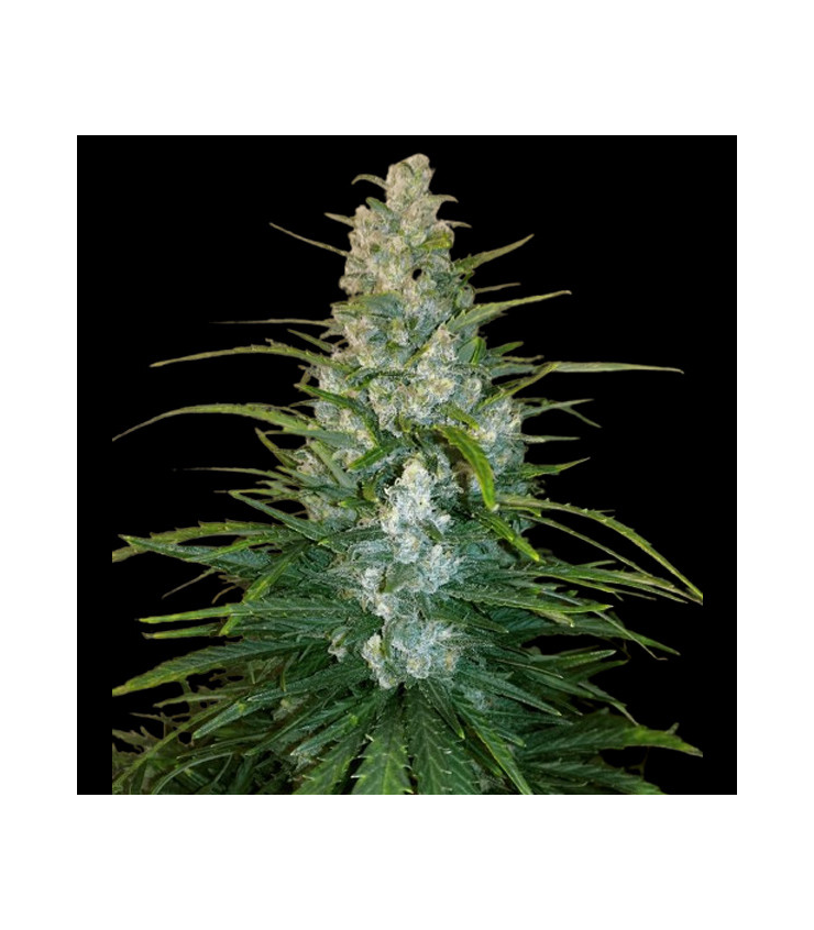 Gorilla Glue Auto von Tanie Sianie Seeds
