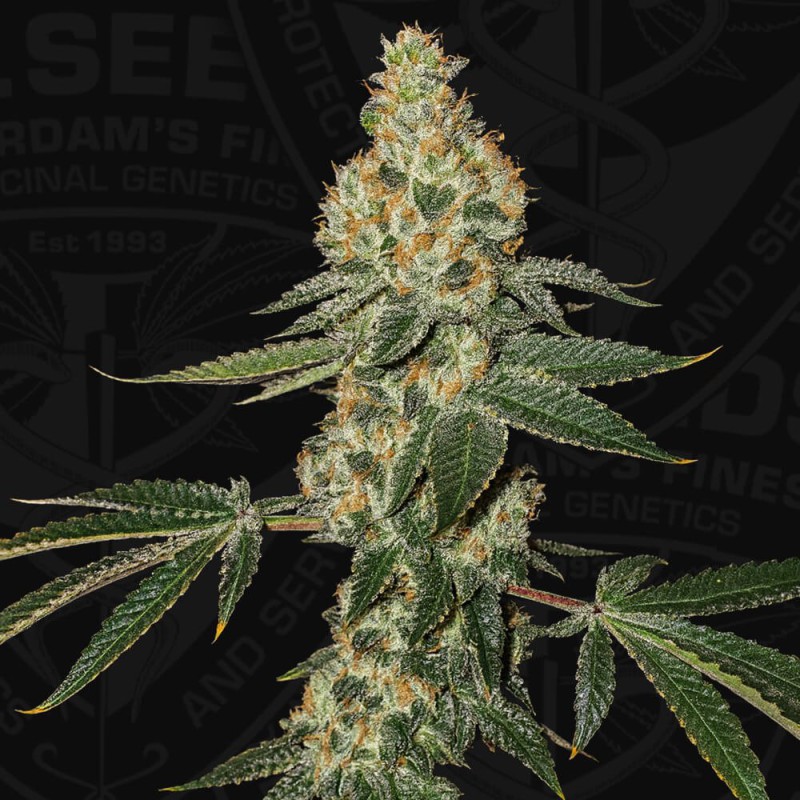 Green Candy Apple von T.H. Seeds