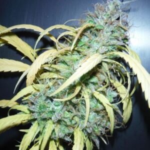 Widow Grail von Mr Nice