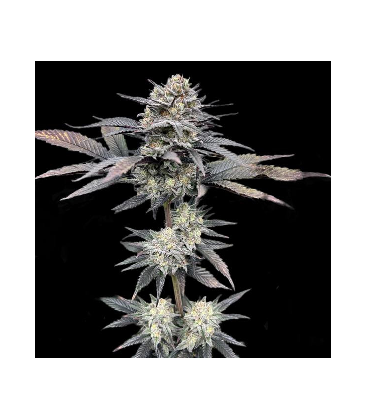 Gush Mints von Tanie Sianie Seeds