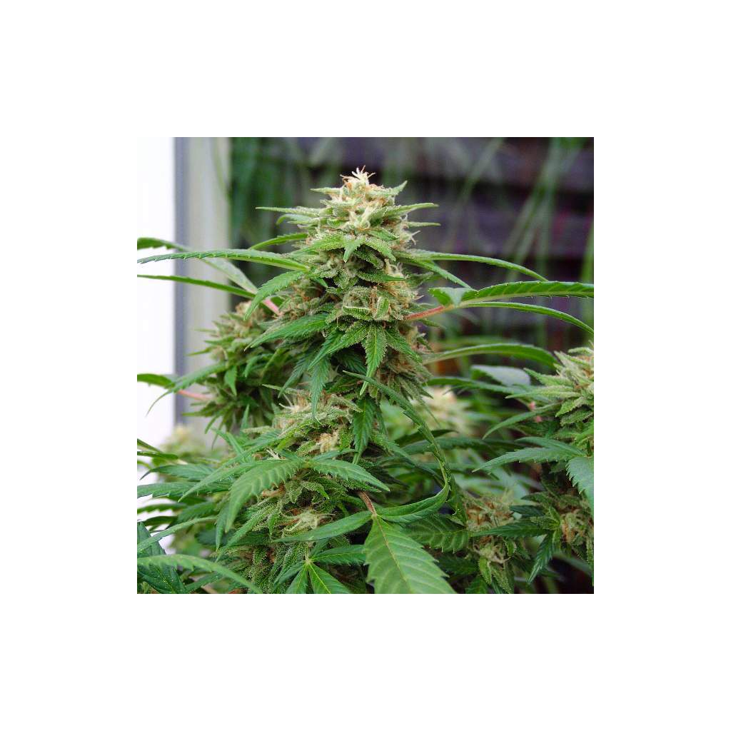White Rhino von Nirvana