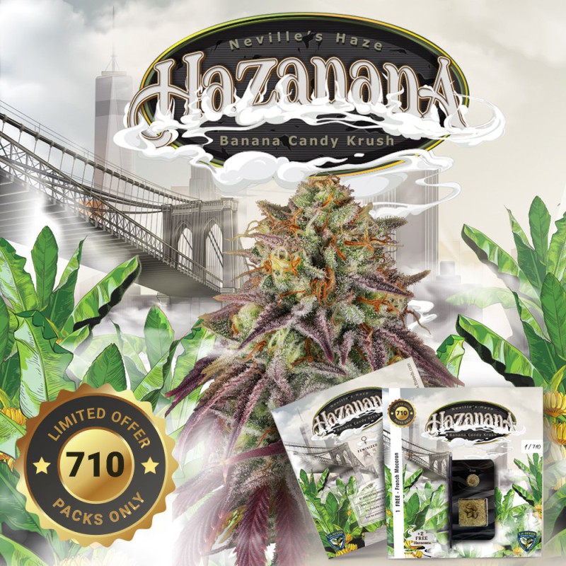 Hazanana von T.H. Seeds