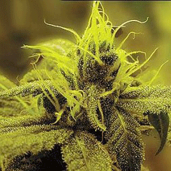 A-1 Haze von Sagarmatha Seeds