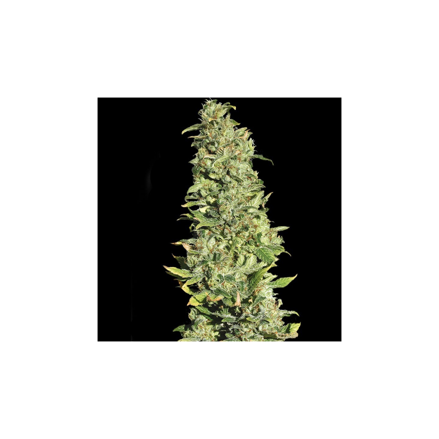 High Level von Eva Seeds