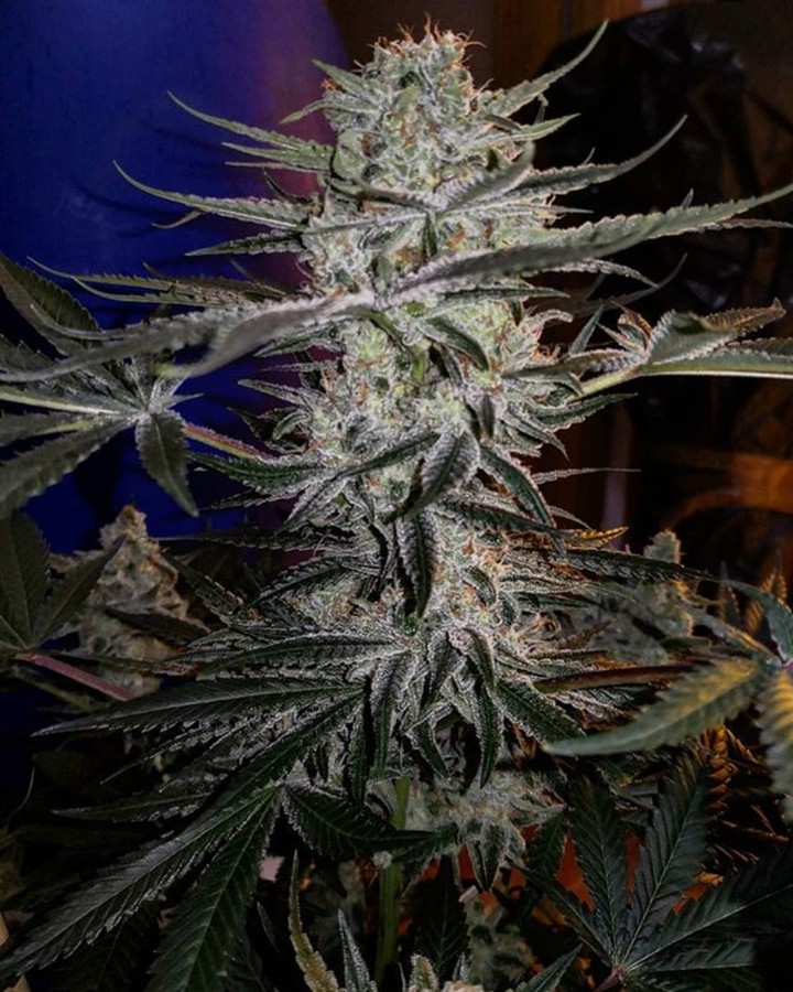 Godzilla Glue von Dr Underground