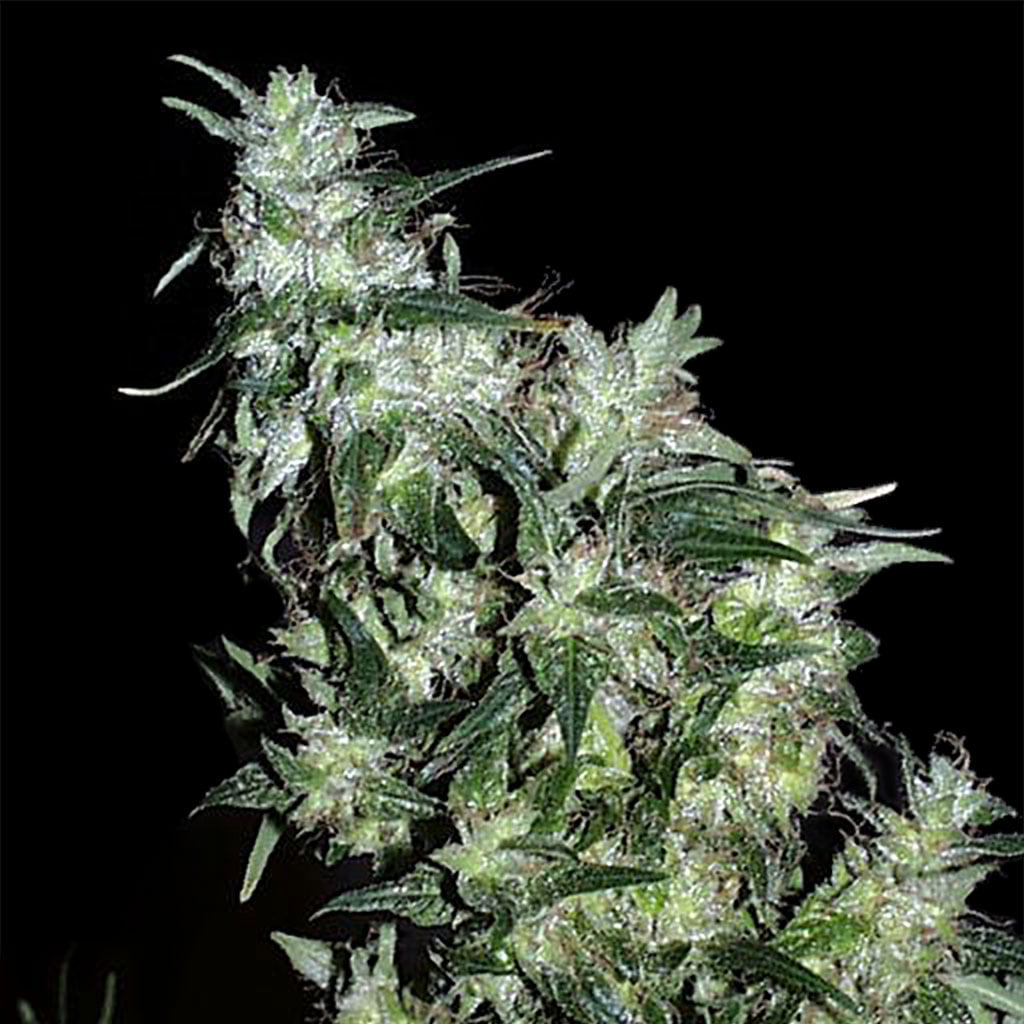 Haze Special reguläre Samen von KC Brains