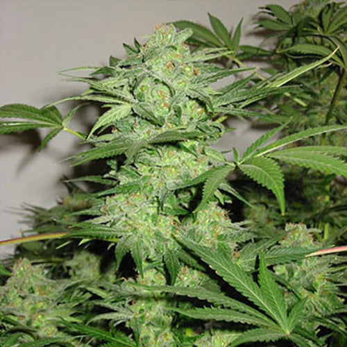 Northern Light Special reguläre Samen von KC Brains
