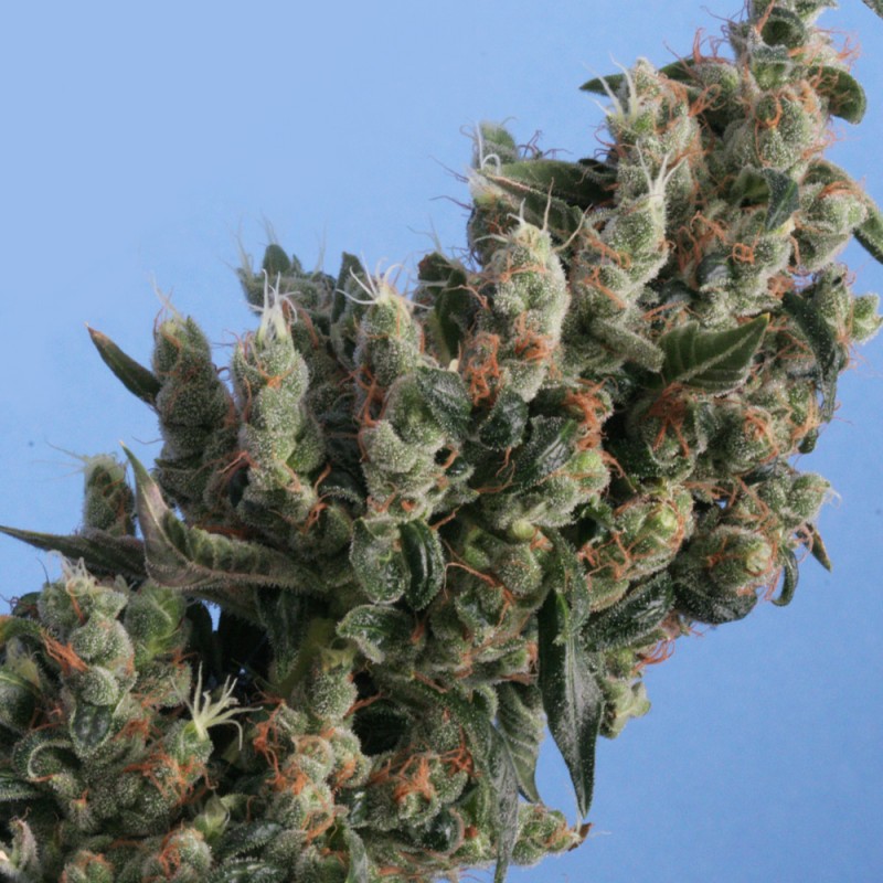 Kushage von T.H. Seeds