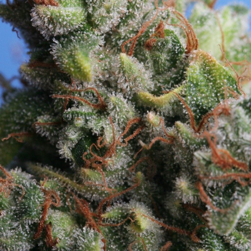 Kushage von T.H. Seeds