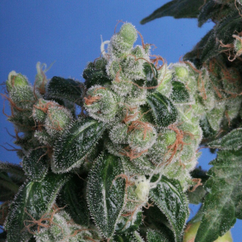 Kushage von T.H. Seeds