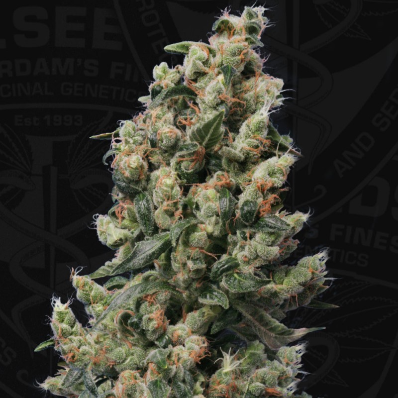 Kushage von T.H. Seeds