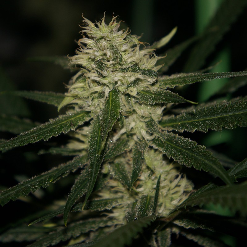 La S.A.G.E. von T.H. Seeds