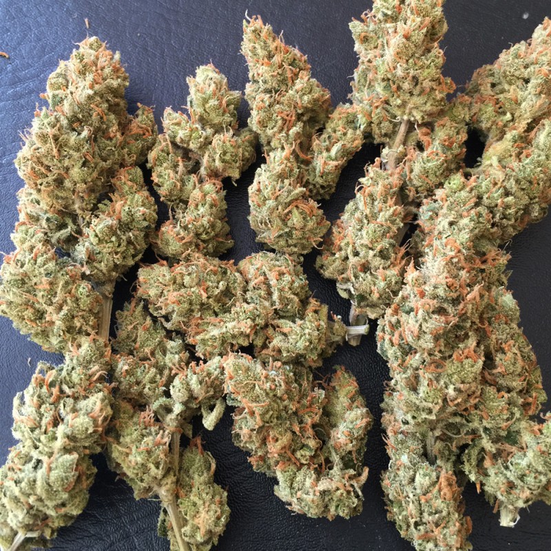 La S.A.G.E. von T.H. Seeds