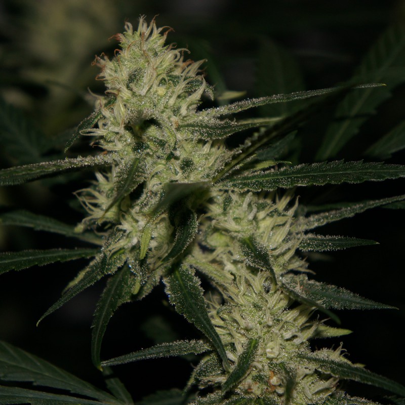 La S.A.G.E. von T.H. Seeds