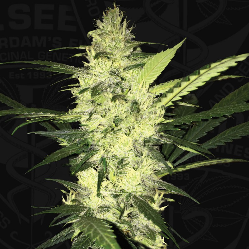 La S.A.G.E. von T.H. Seeds