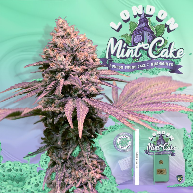 London Mint Cake von T.H. Seeds