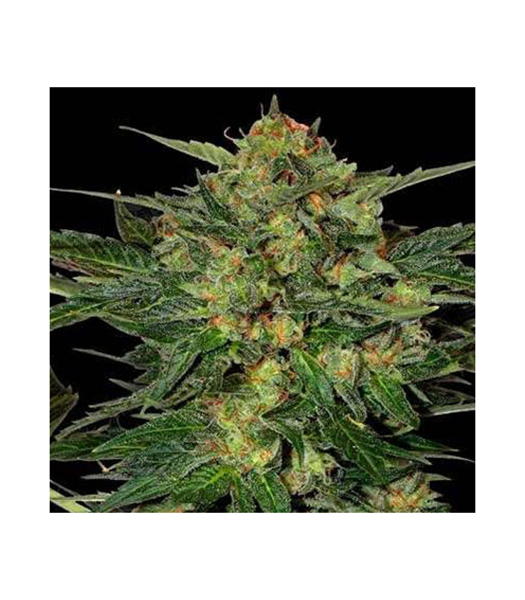 LSD Auto von Tanie Sianie Seeds