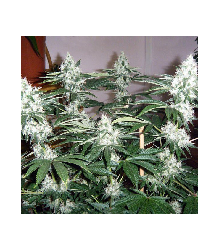 LSD von Tanie Sianie Seeds