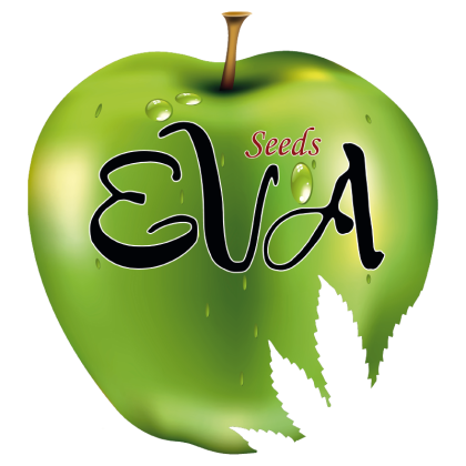 Missing in BCN von Eva Seeds