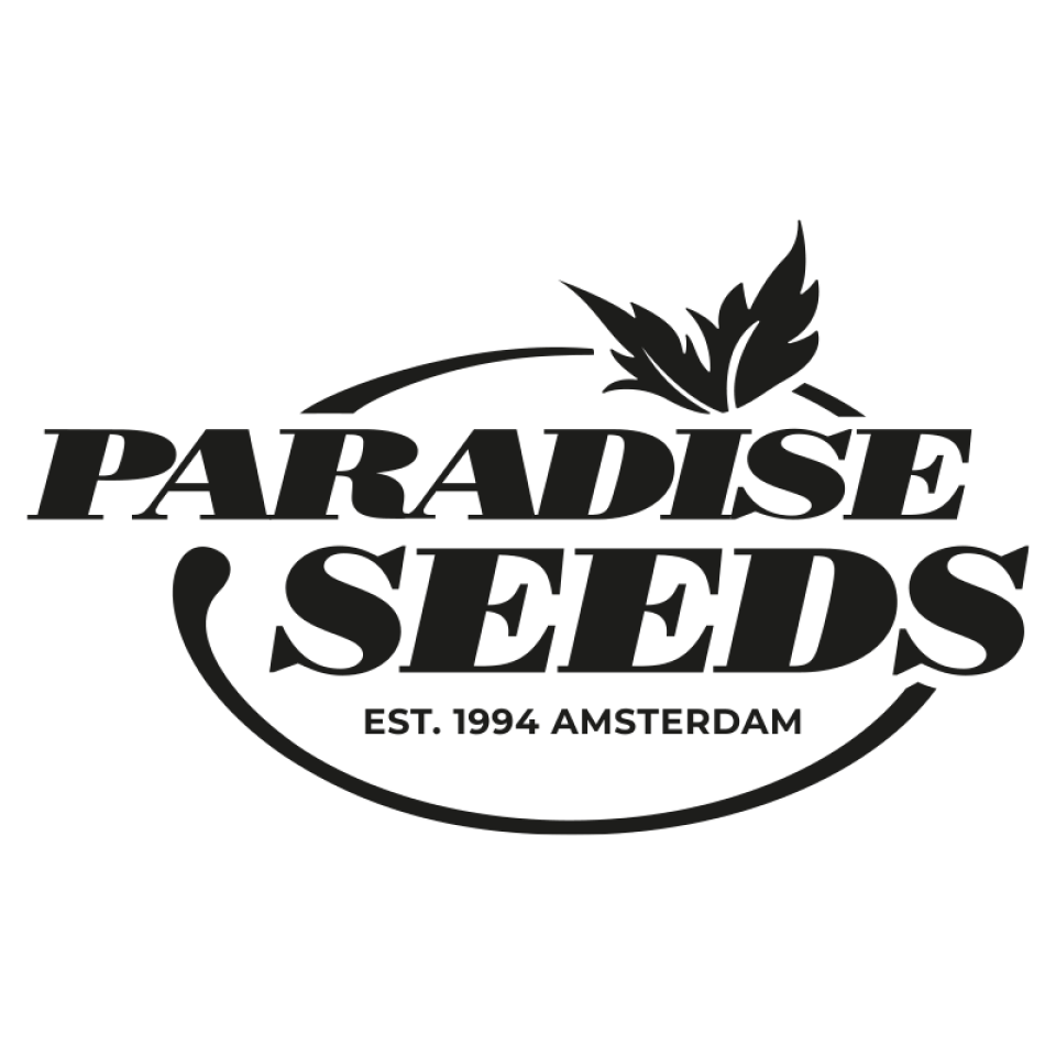 El Dorado OG 5 St. von Paradise Seeds