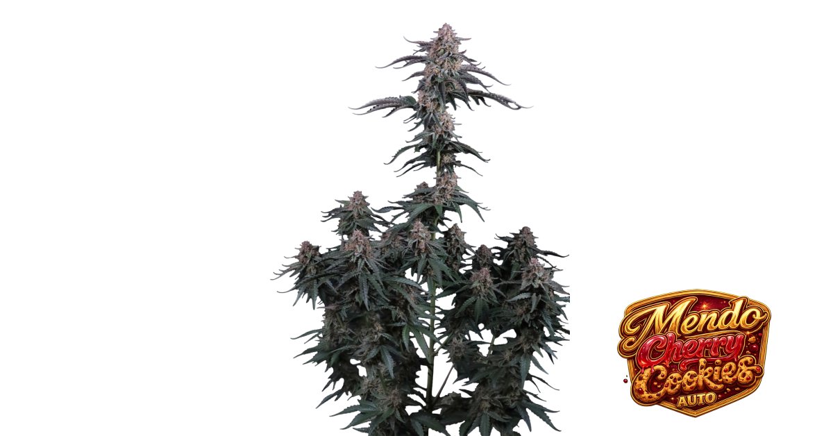 Mendo Cherry Cookies Auto von Fast Buds