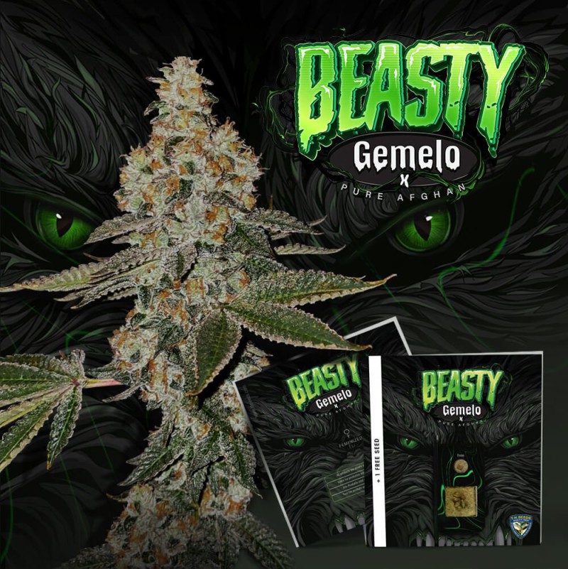 Beasty von T.H. Seeds