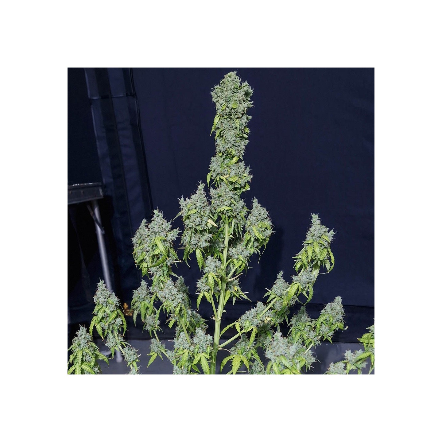 Magic Tree Auto von Eva Seeds