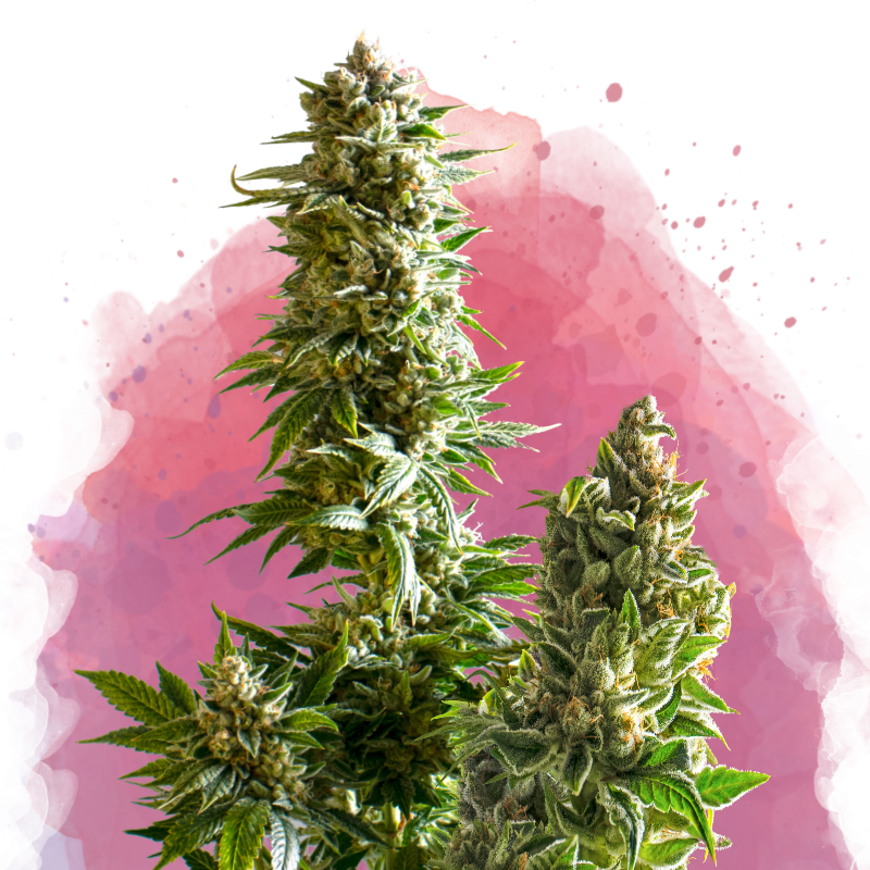 Master Kush von Nirvana