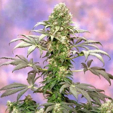 Matanuska Tundra von Sagarmatha Seeds