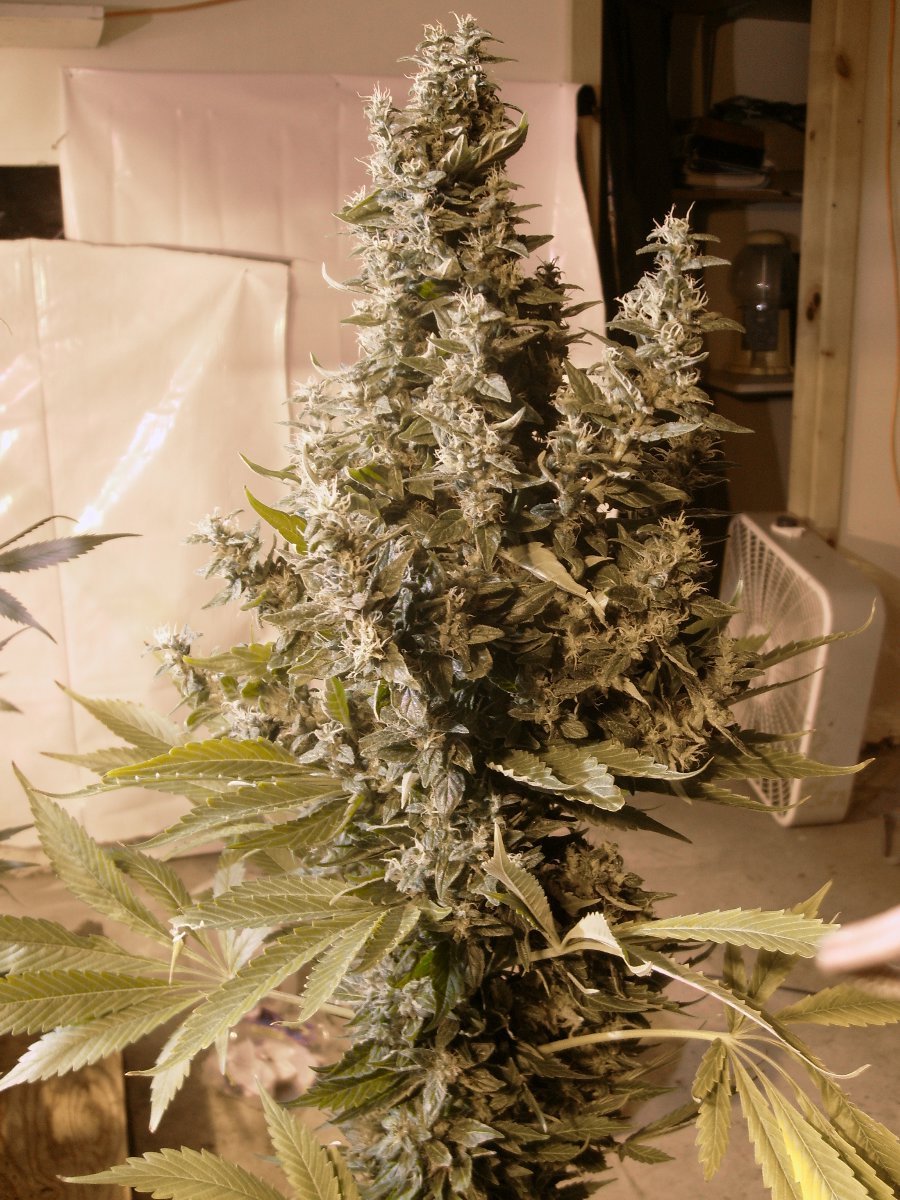 Dreamtime von Mr Nice