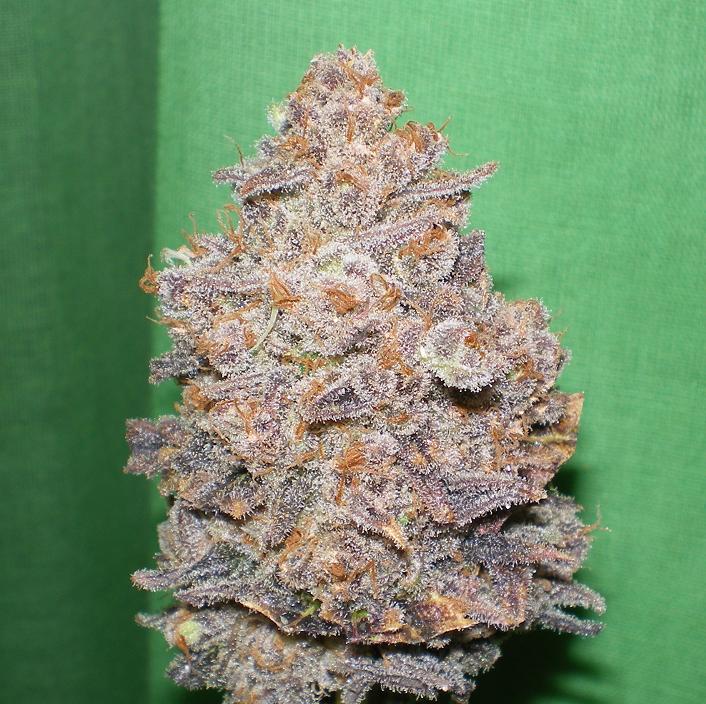 Melon Gum von Dr Underground