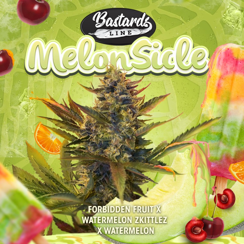 MelonSicle von T.H. Seeds