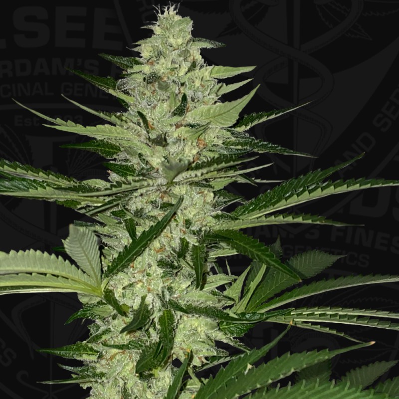 MelonSicle von T.H. Seeds