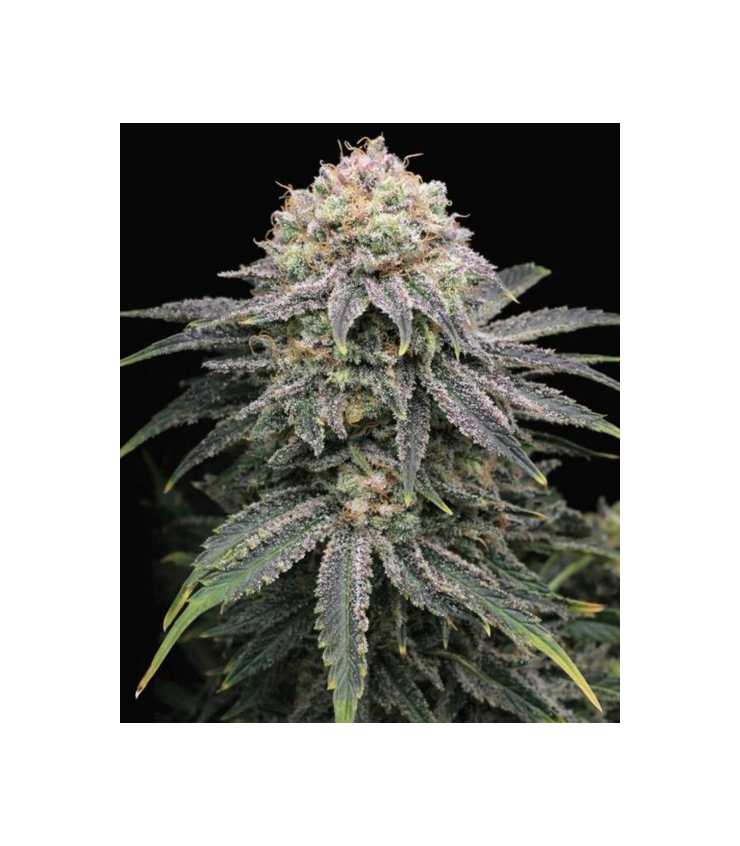 Mimosa x Orange Punch von Tanie Sianie Seeds
