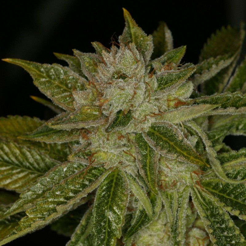 MK-Ultra von T.H. Seeds