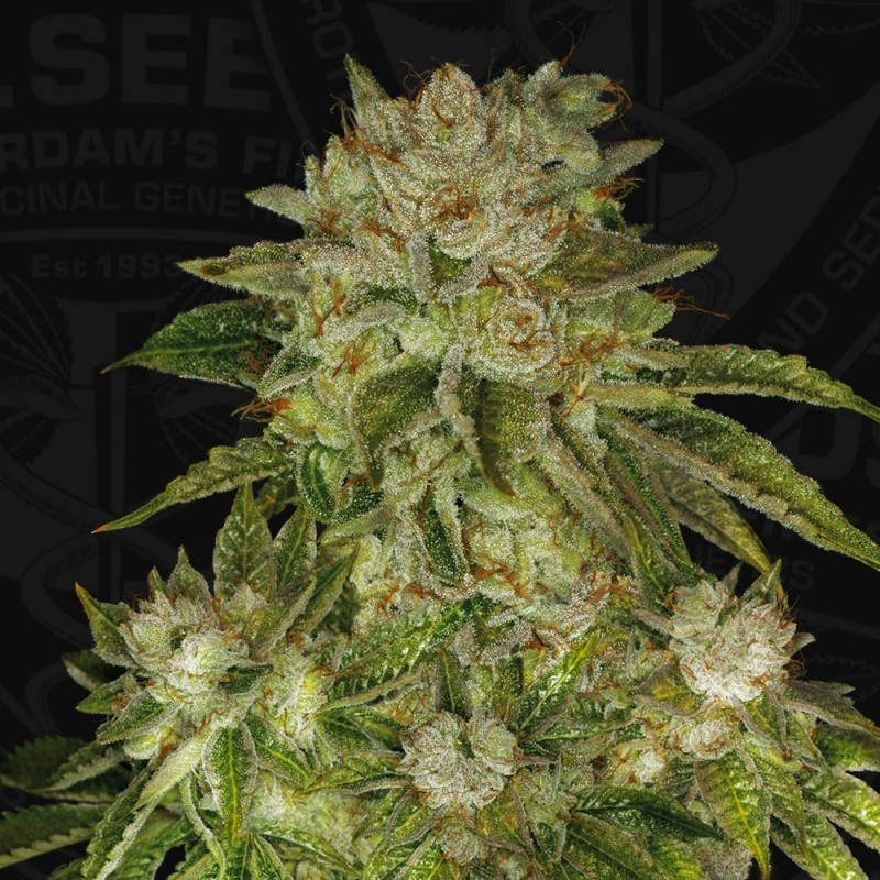 MK-Ultra von T.H. Seeds