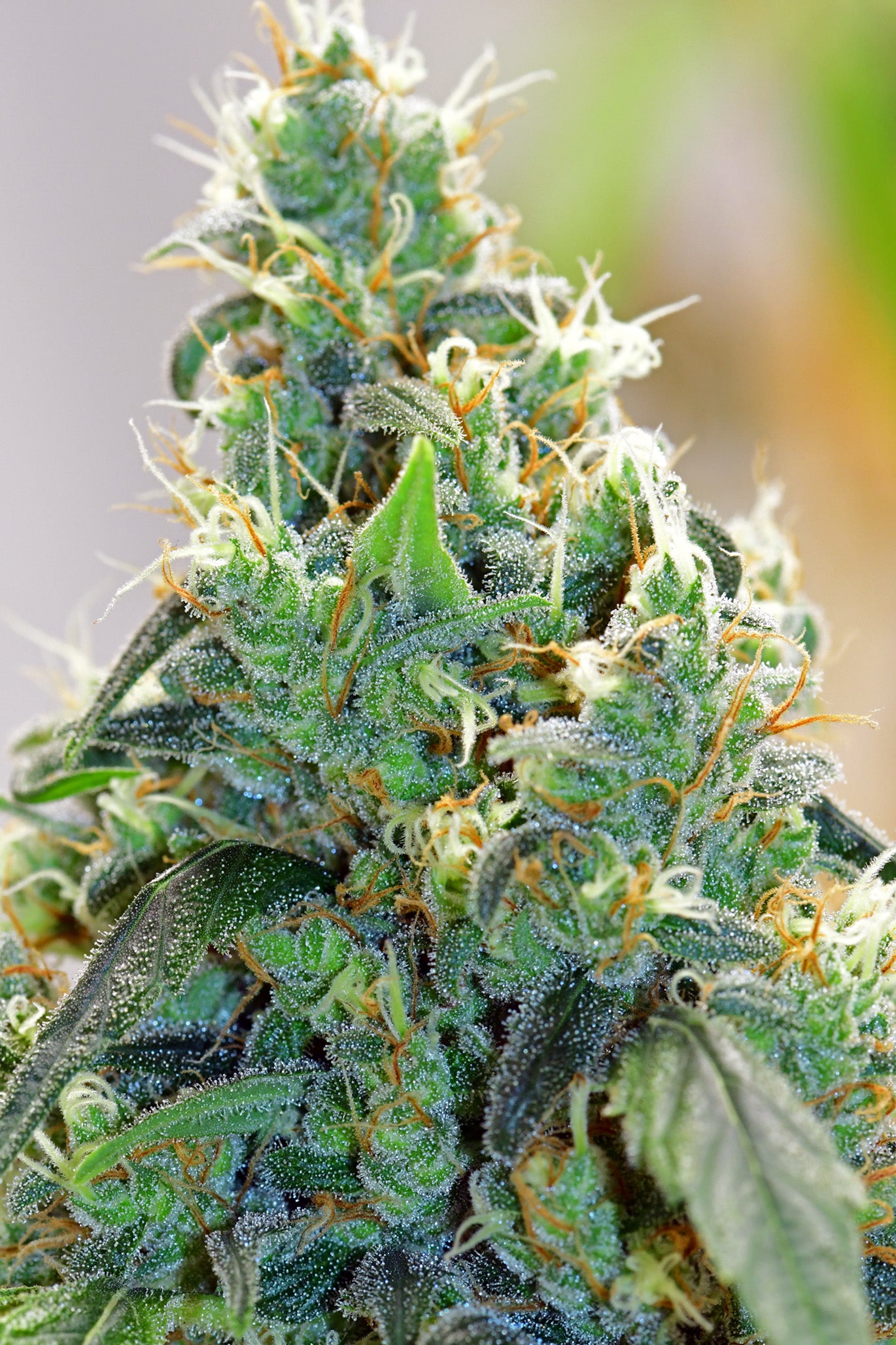 Medicine Man von Mr Nice
