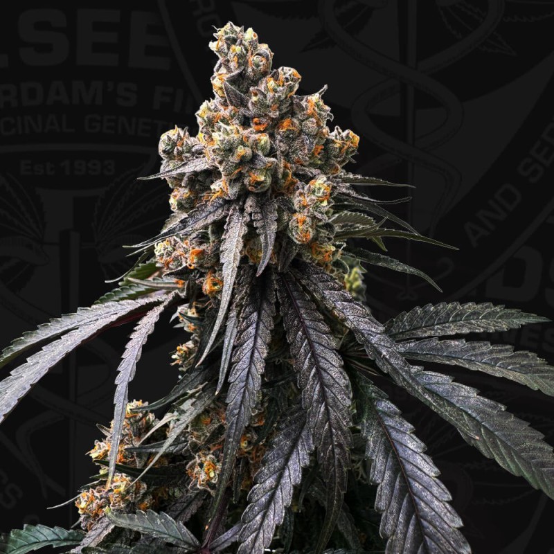 Mona Lisa von T.H. Seeds