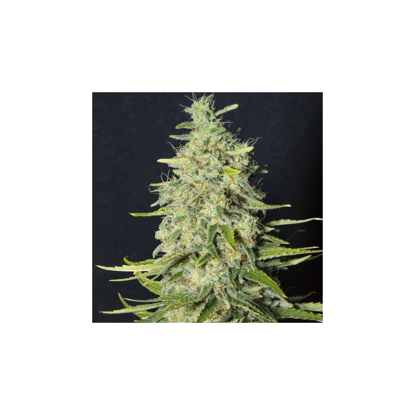 Monster CBD von Eva Seeds