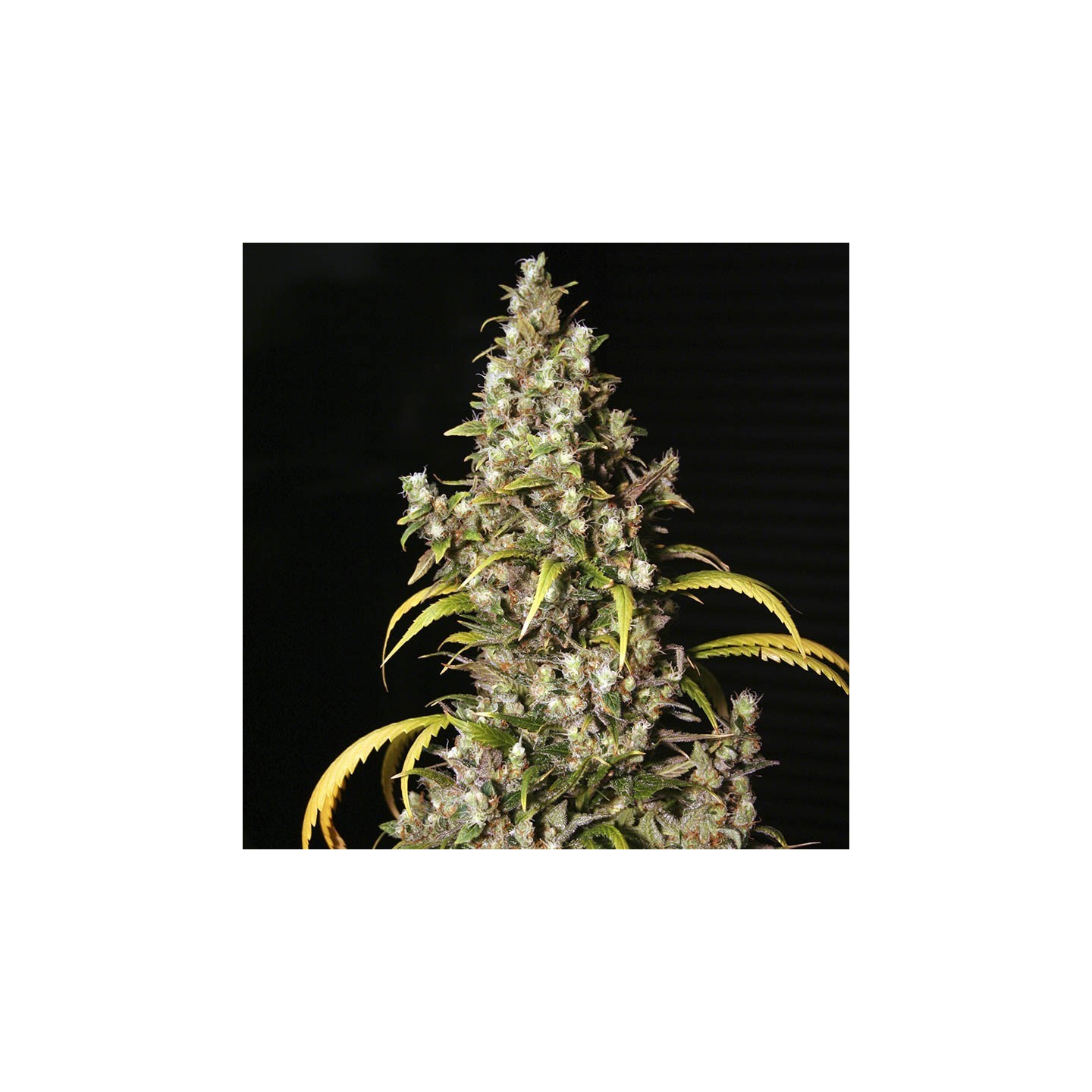 Monster von Eva Seeds