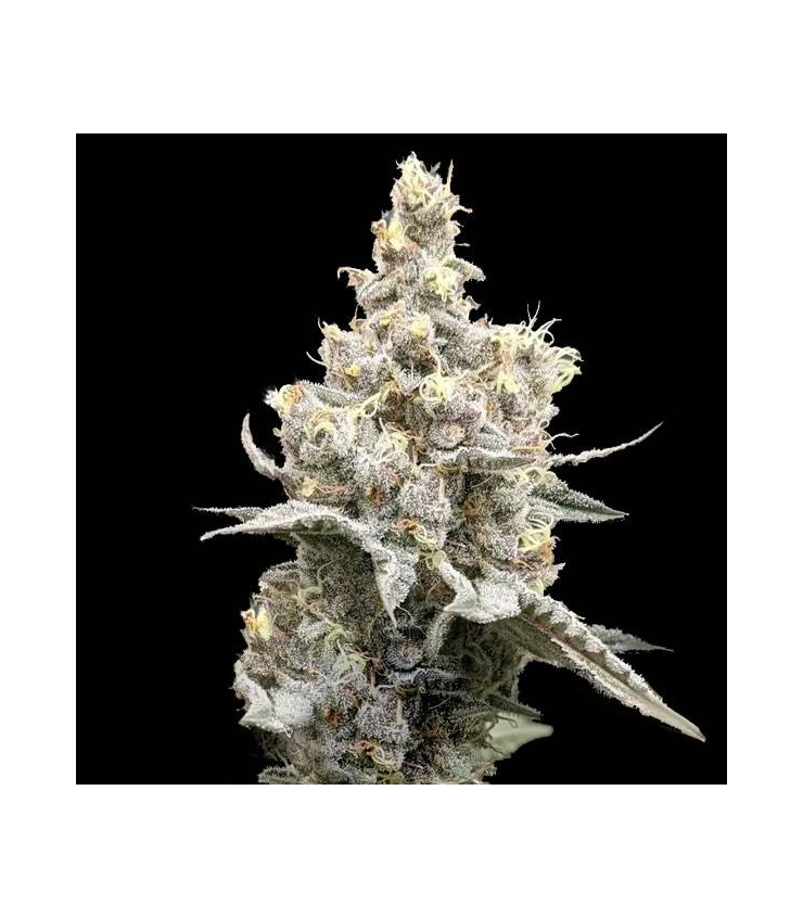 Moonshine Cookies Auto von Tanie Sianie Seeds