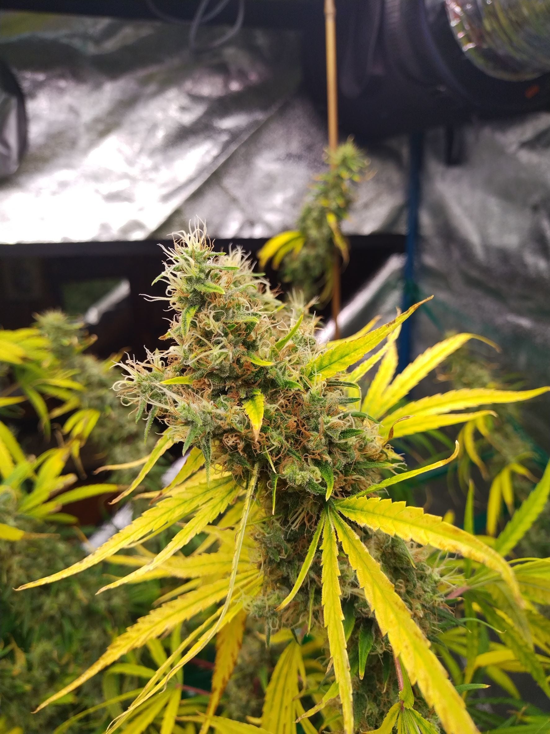Mango Widow von Mr Nice
