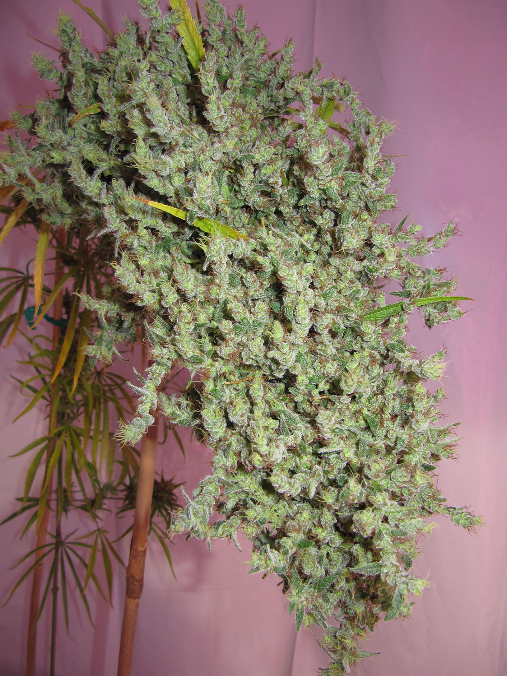 Neville's Haze von Mr Nice