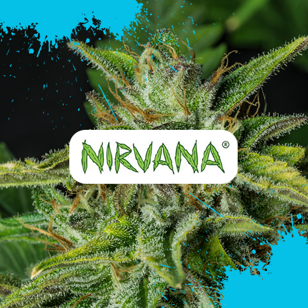 Amnesia Auto von Nirvana