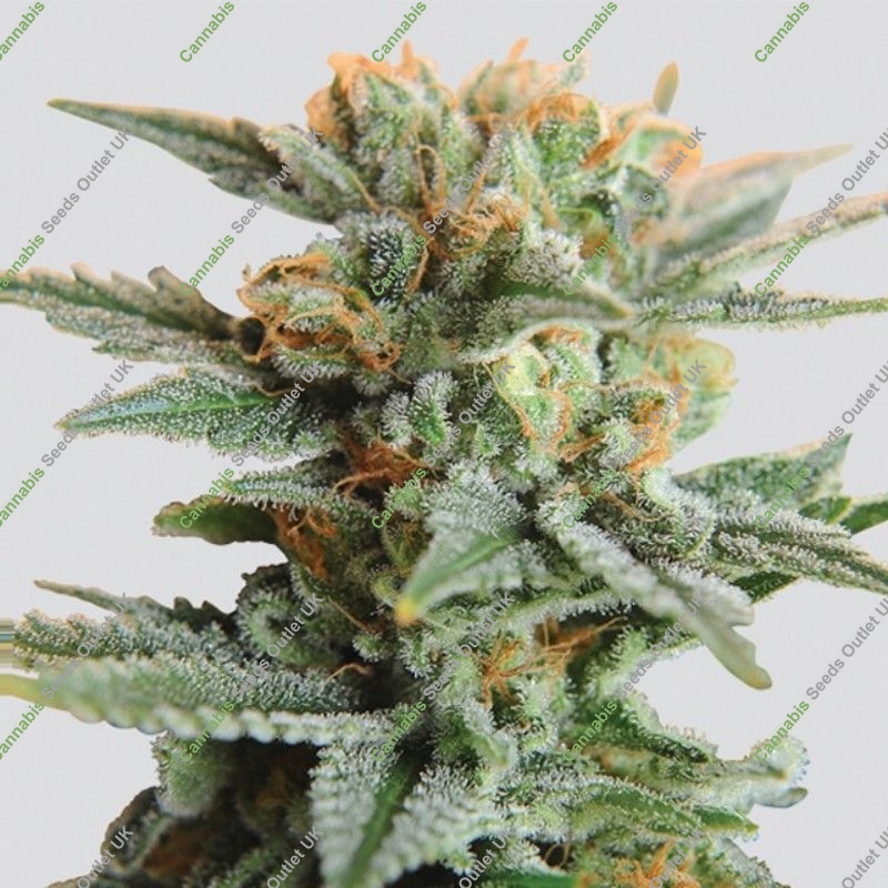 Blueberry Auto von Nirvana