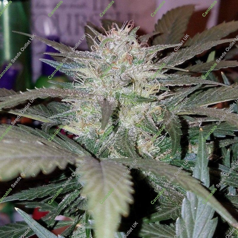 Blueberry von Nirvana