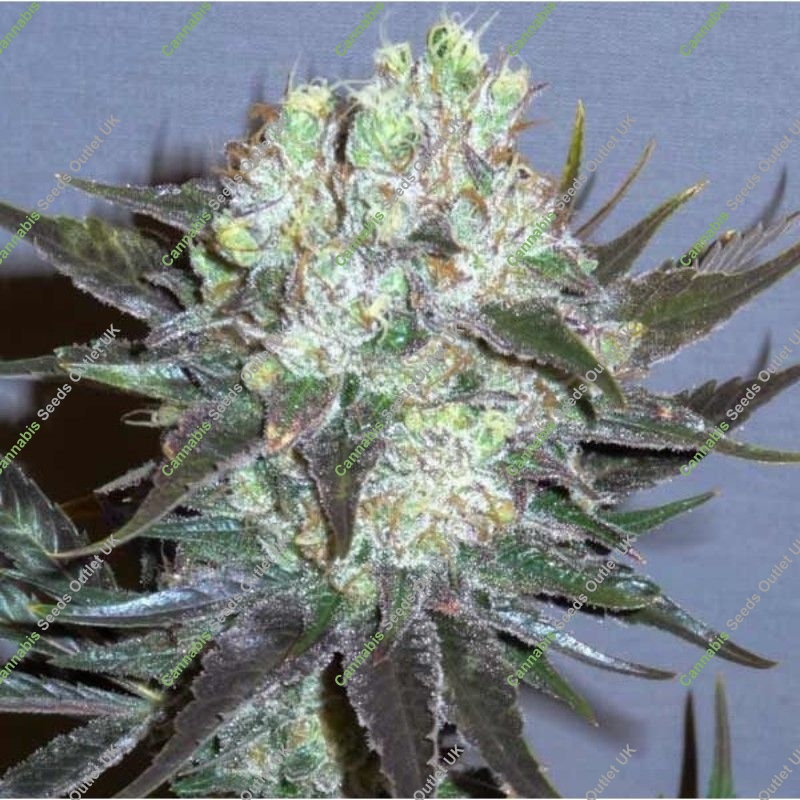 GG-48 von Nirvana