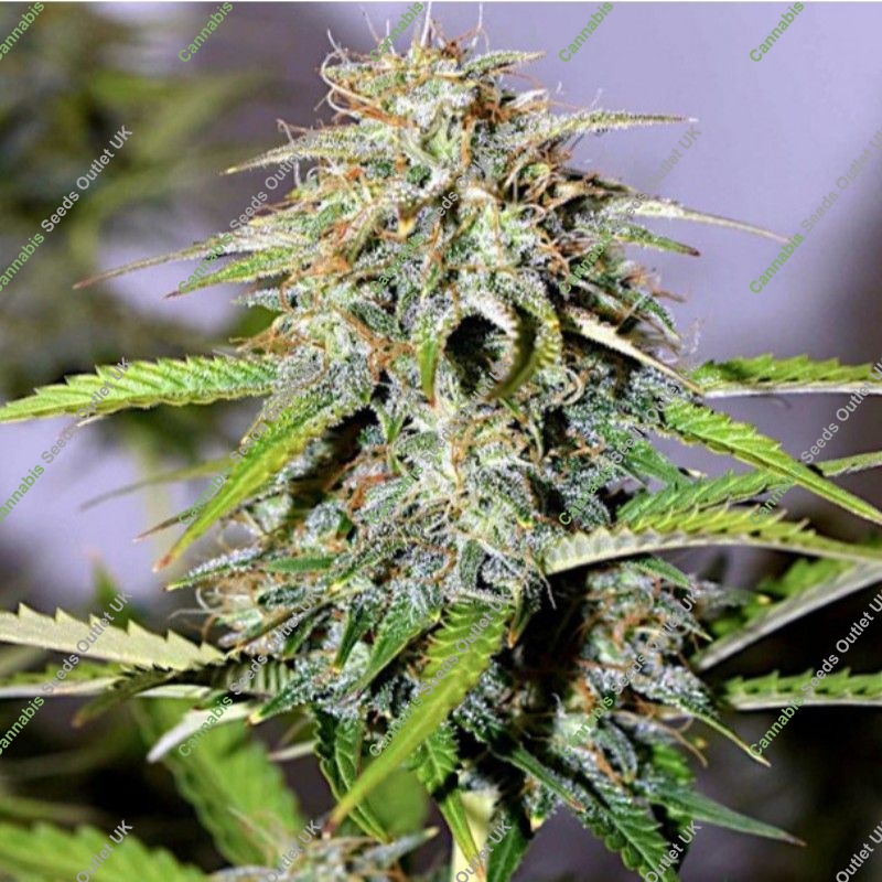 Pure Power Plant Auto von Nirvana